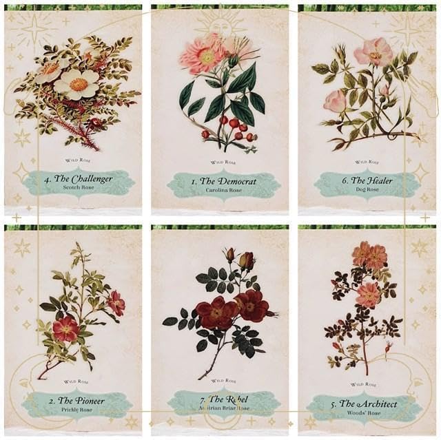 正規品オラクルカード エレガントローズ色?美しいヴィンテージイ 薔薇